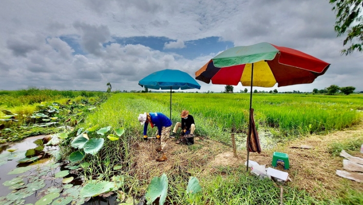 สำนักงานทรัพยากรน้ำภาค 4 ลงพื้นที่เจาะสำรวจชั้นดินด้วยสว่าน(Auger) โครงการอนุรักษ์ฟื้นฟูแหล่งน้ำหนองมาลูน จังหวัดกาฬสินธุ์