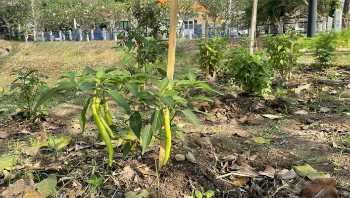 สทภ.1 ส่งเสริมการปลูกผักสวนครัวปลอดสารพิษ ไม้ยืนต้น สร้างความมั่นคงทางอาหาร “ภายใต้หลักปรัชญาเศรษฐกิจพอเพียง”