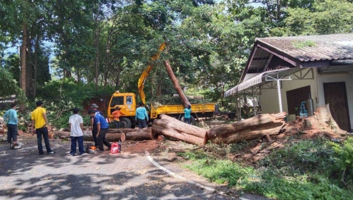 สทภ.1 โดยส่วนประสานและบริหารจัดการลุ่มน้ำสาละวิน ดำเนินการตัดต้นไม้ใหญ่ และปรับปรุงภูมิทัศน์