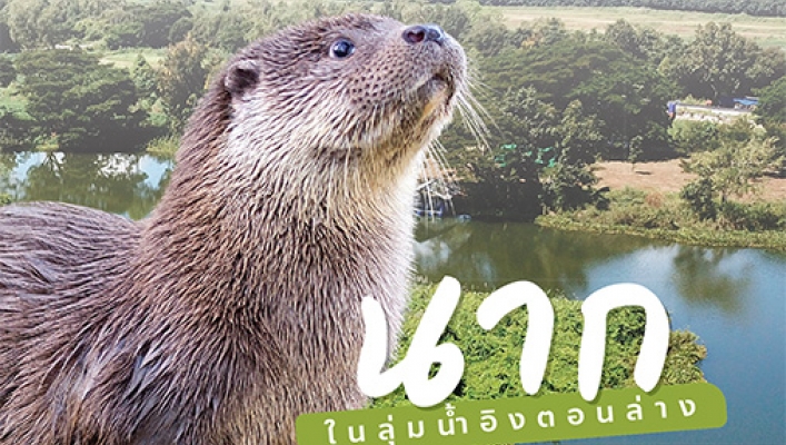 นากในลุ่มน้ำอิงตอนล่าง